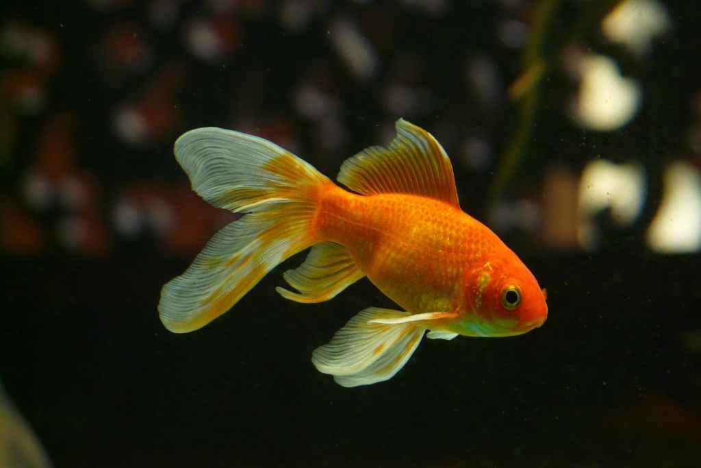 Fish Gelatin vs. Fish Collagen